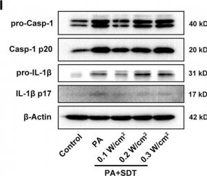 Anti-CASP1 antibody produced in rabbit 