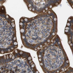 Anti-CASP10 antibody produced in rabbit 
