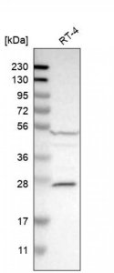 Anti-CASP10 antibody produced in rabbit 