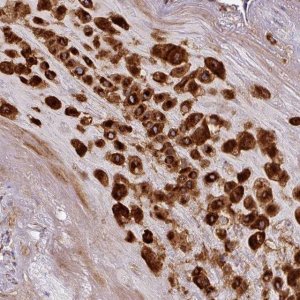 Anti-CASP2 antibody produced in rabbit 