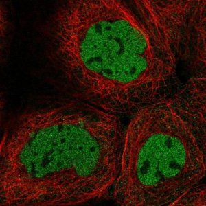 Anti-CASP2 antibody produced in rabbit 