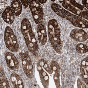 Anti-CASP4 antibody produced in rabbit 