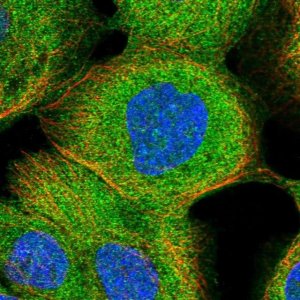 Anti-CASP4 antibody produced in rabbit 