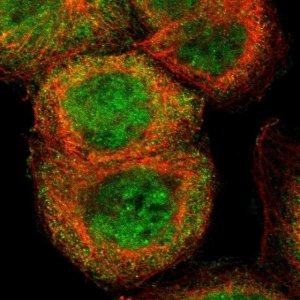 Anti-CASP8 antibody produced in rabbit 