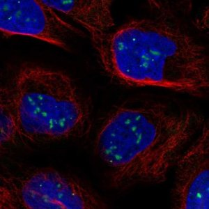 Anti-CASP8AP2 antibody produced in rabbit 