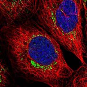 Anti-CASP9 antibody produced in rabbit HPA001473-100UL