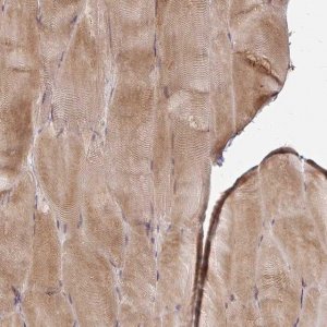 Anti-CAST antibody produced in rabbit 