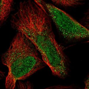 Anti-CASZ1 antibody produced in rabbit 