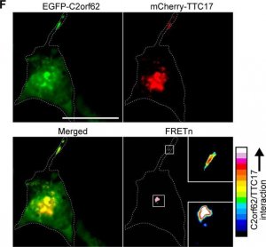 Anti-CATIP antibody produced in rabbit 