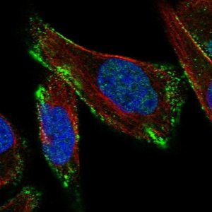 Anti-CAV3 antibody produced in rabbit 