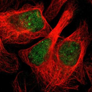 Anti-CBARP antibody produced in rabbit 