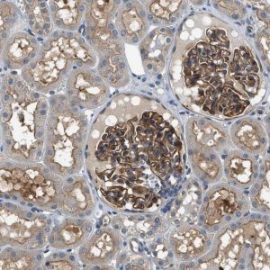 Anti-CBLB antibody produced in rabbit 