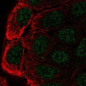 Anti-CBLC antibody produced in rabbit 