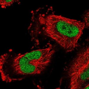 Anti-CBLN3 antibody produced in rabbit HPA041266-100UL