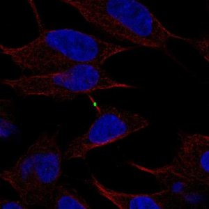 Anti-CBLN4 antibody produced in rabbit 