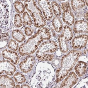 Anti-CBX7 antibody produced in rabbit 