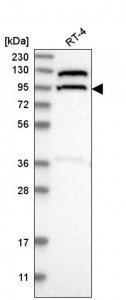 Anti-CC2D1B antibody produced in rabbit 