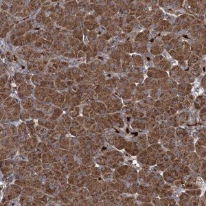 Anti-CCDC102A antibody produced in rabbit 