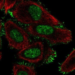 Anti-CCDC107 antibody produced in rabbit HPA050442-100UL