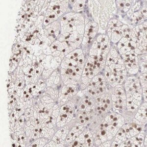Anti-CCDC117 antibody produced in rabbit 