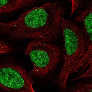 Anti-CCDC12 antibody produced in rabbit 
