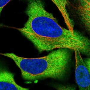Anti-CCDC124 antibody produced in rabbit 