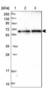 Anti-CCDC125 antibody produced in rabbit 