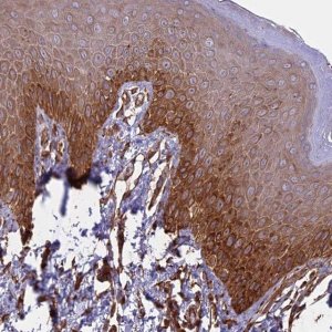 Anti-CCDC148 antibody produced in rabbit 