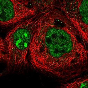 Anti-CCDC148 antibody produced in rabbit 