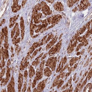 Anti-CCDC154 antibody produced in rabbit 