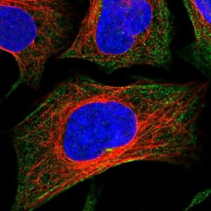 Anti-CCDC167 antibody produced in rabbit 