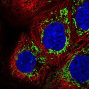 Anti-CCDC191 antibody produced in rabbit 