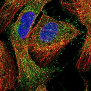 Anti-CCDC24 antibody produced in rabbit 