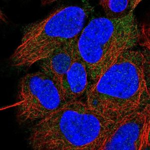 Anti-CCDC28A antibody produced in rabbit 