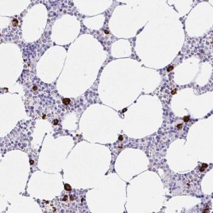 Anti-CCDC62 antibody produced in rabbit 