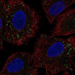 Anti-CCDC65 antibody produced in rabbit HPA057573-100UL