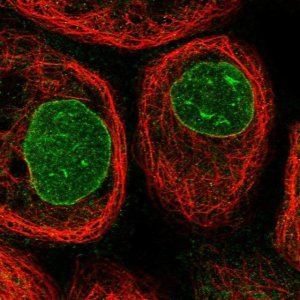 Anti-CCDC77 antibody produced in rabbit 