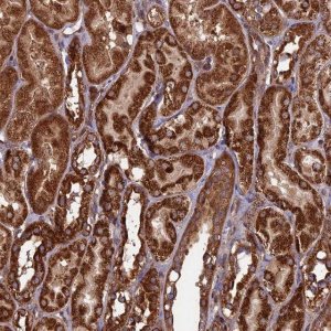 Anti-CCDC8 antibody produced in rabbit 