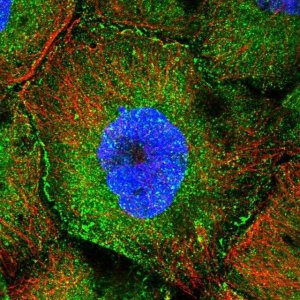 Anti-CCDC8 antibody produced in rabbit 