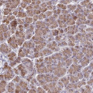Anti-CCDC85A antibody produced in rabbit 