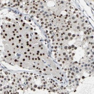 Anti-CCDC88C antibody produced in rabbit 