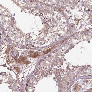 Anti-CCDC93 antibody produced in rabbit 