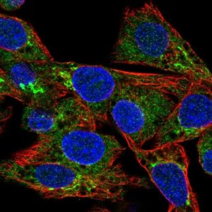 Anti-CCL15 antibody produced in rabbit 
