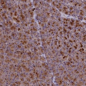 Anti-CCL23 antibody produced in rabbit 