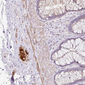 Anti-CCL25 antibody produced in rabbit 