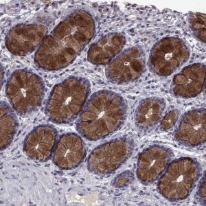Anti-CCL28 antibody produced in rabbit 