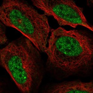 Anti-CCNA1 antibody produced in rabbit 