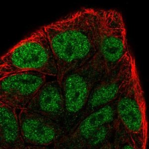Anti-CCNC antibody produced in rabbit HPA069322-100UL