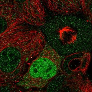 Anti-CCND2 antibody produced in rabbit 