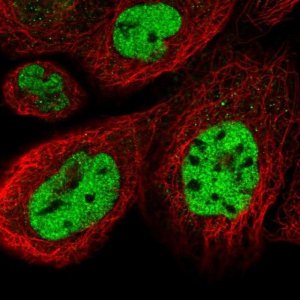 Anti-CCNDBP1 antibody produced in rabbit 